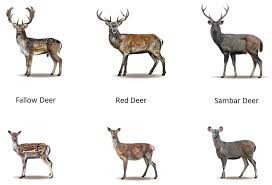 Deer Types Google Search Deer Species Sambar Deer