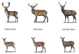 deer types google search deer species sambar deer