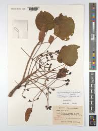 Image result for Hymenodictyon