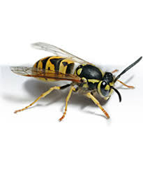 Get your free quote now! Insect Control Bug Exterminator Madison Wi Kwik Kill