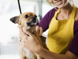 Le tarif de la garde chien en pension canine. Tarif De Garde Animaux Les Prix Ooreka