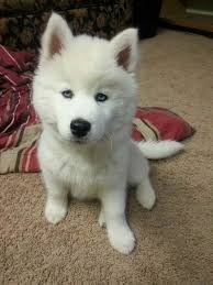 All White Husky Puppies Petsidi
