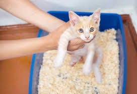 Kedi Cisi Kokusu Nasil Giderilir Ajanimo