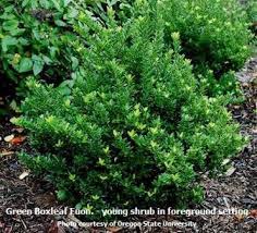 Green Boxleaf Euonymus Landscaping On A Hill Garden On A Hill Backyard Landscaping Designs