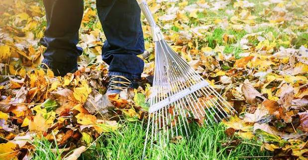 Seasonal Leaf Removal Services