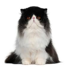Black And White Persian Cat Persian Cat Pictures Teacup Persian Cats Cat Breeds Cats