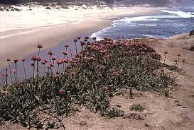 Image result for Plumbaginaceae