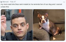 Rami Malek played someone in Queen, but my dog is an actual queen. 👑