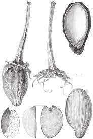Image result for Erythroxylum emarginatum