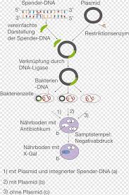 Genetic modification is any process by which genes are manipulated, changed, deleted or adjusted in order to amplify, change or adjust a certain characteristic of an gene cloning includes four basic steps. Molecular Cloning Png Images Pngwing