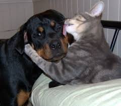 I Lick U Now U R Mine Now 4 Ever U Can T Leave Me We R Glued My By Kissy Lick 2 Your Face Tat Just Great Kitt Animals Friends Cute Animals Dog