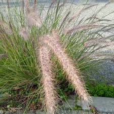 Image result for Cenchrus setaceus