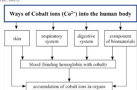 Toxic Cardiac Effect Of Cobalt Chloride Excessive Chronic Consumption In Male Wistar Rats Semantic Scholar