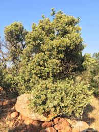 Image result for Nuxia congesta