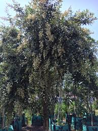 Image result for Tarchonanthus camphoratus