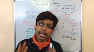 Jul 04, 2021 · cell culture is one of the major techniques in the life sciences. Mammalian Cell Culture 3 Advantages And Disadvantages Youtube