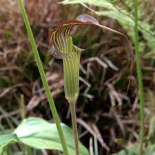 From wikimedia commons, the free media repository. Arisaema Consanguineum