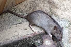 Jeder bei dem eines tages ratten im garten aufgetaucht sind hat sich bestimmt schon die frage gestellt woher diese schädlinge denn so plötzlich gekommen sind. Die Ratten In Dortmund Sollen Dezimiert Werden Und Die Dortmunder Sollen Dabei Helfen