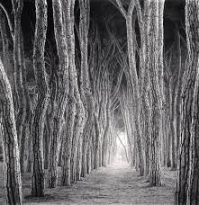 Black And White Landscape Photos For Sale Michael Kenna Stone Pine Tunnel Pineto Abruzzo Italy 2016 Available For Sale Artsy In 2020 Black And White Landscape Fine Art Landscape Photography Black And White Beach