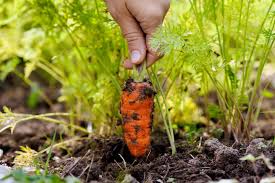 Maybe you would like to learn more about one of these? Harvesting Carrots How To Tell When Carrots Are Ready To Harvest