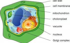 We did not find results for: The Cell Cell Theory Neet