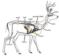 Deer Anatomy Chart Choice Image Human Anatomy Organs Diagram