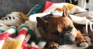 The dogs get named but the. Lady Who Returned The Stolen Lady Gaga Dogs Was In On Scam