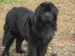 Big Black Brown White Dog The Newfoundland Is Also Extremely Good With Other Animals Description From Newfoundland Dog Affenpinscher Dog Newfoundland