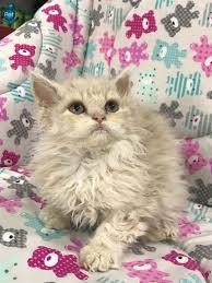 Satilik Selkirk Rex Yavru Kedi Fiyatlari Kedipet Com