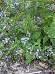 Maybe you would like to learn more about one of these? Clematis Heracleifolia Perennial Z 3 8 Heritage Flower Farm