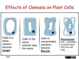 What are the effects of isotonic solutions on plant cells. Osmosis What Is It A Level A2 As Biology Revision Notes