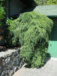 Tsuga Canadensis Sargentii Voortuinen