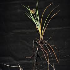 Image result for Pycreus nitidus