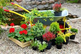 Resultado de imagen de imagenes de flores plantas y arboles