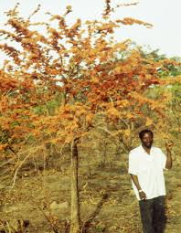 The small leaflets formed on this phyllode fall off soon. Bauhinia An Overview Sciencedirect Topics