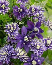 We did not find results for: Clematis Taiga Shrub Of The Month Mr Plant Geek