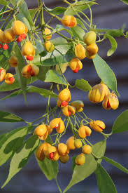 Image result for Myrianthus