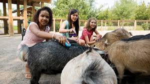 We feature a combination of domesticated animals and some. Top Petting Zoos In The Houston Area Cbs Houston
