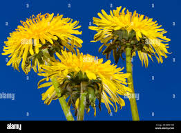 Image result for Taraxacum sp.