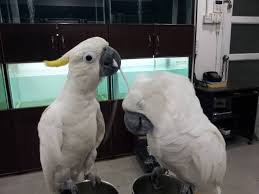 Caiques , quaker parrots , monk parrots , black capped conure , parakeets , budgies , cockatiels each bird below is given lots of love. Umbrella Cockatoos Breeder Pair For Sale By Aebac Made In Uae