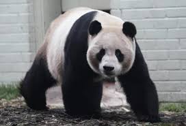 Digelar pak belang, ia merujuk kepada dua ekor harimau belang yang terdapat pada lambang negara malaysia yang melambangkan keberanian dan kegigihan rakyat. Malaysia Negara Ketiga Di Rantau Ini Terima Panda Gergasi Dari China Semasa Mstar