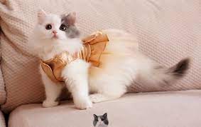 Bling Bling Cat Wedding Dress Dog Cat Tutu Dress Party Pet Dress Clothes For Small Cat Jpg 745 469 Cat Clothes Dog Dresses Cats