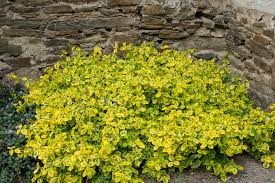 Image result for Euonymus fortunei