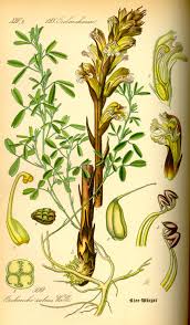 Image result for Orobanchaceae