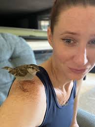 Please don't rehab house sparrows! They are killing our native birds.