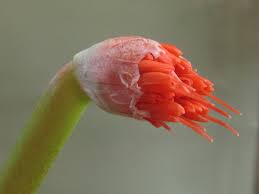 Image result for Scadoxus