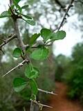 Image result for Commiphora fulvotomentosa
