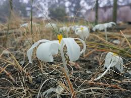 Image result for Gethyllis