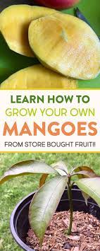 How To Grow Mangoes From Seed Growing Mango From Seed Mango Plant Avocado Seed Growing