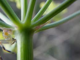 Image result for Afrosciadium